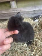 Leuke zwarte minilop rammetje, Dieren en Toebehoren, Mannelijk, 0 tot 2 jaar