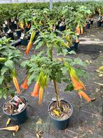 Brugmansia cordata rood/oranje 90 cm met bloem in 21cm pot, Minder dan 100 cm, Zomer, Overige soorten, Volle zon