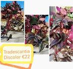 Tradescantia Discolor groot plant, Huis en Inrichting, Kamerplanten, Ophalen