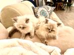 Prachitge half perzische half dragdoll kitten, Dieren en Toebehoren, Katten en Kittens | Overige Katten, Poes, Langharig, 0 tot 2 jaar