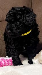 Mini Toy poedel !! Zeer mooi zeer apart bear face !!, Dieren en Toebehoren, Honden | Chihuahua's en Gezelschapshonden, Poedel