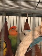 Vogelkooi met agapornissen, Ophalen, Zo goed als nieuw, Metaal, Vogelkooi