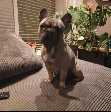 Lieve knappe Franse bulldog 2 jaar zoekt niet thuis beschikbaar voor biedingen