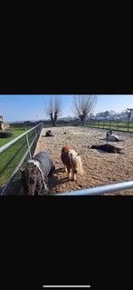 Paddock paradise naast natuurgebied pony stalling, Dieren en Toebehoren