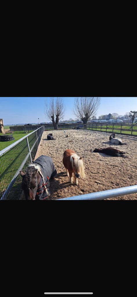 Paddock paradise naast natuurgebied pony stalling, Dieren en Toebehoren, Stalling en Weidegang