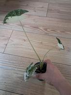 alocasia frydek variegata 2, Ophalen of Verzenden, Overige soorten, Minder dan 100 cm