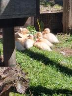 Jonge kwakertjes, Dieren en Toebehoren, Geslacht onbekend, Eend