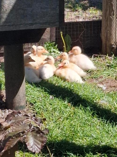 Jonge kwakertjes, Dieren en Toebehoren, Pluimvee, Eend, Geslacht onbekend