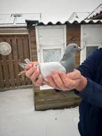 Postduiven, Dieren en Toebehoren, Vogels | Duiven, Mannelijk, Postduif