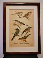 Litho Floericke Grasmus Zwartkop Braamsluiper 1922, Antiek en Kunst, Ophalen of Verzenden