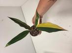 philodendron caramel marble, Huis en Inrichting, Kamerplanten, Ophalen of Verzenden, Halfschaduw, Minder dan 100 cm