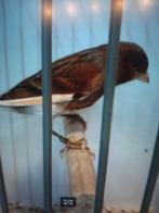 t.k. 4 mooie mannen harlekijn kanaries roodbont/wit 2025, Mannelijk, Kleurkanarie