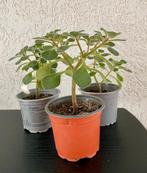 Aichryson laxum Tree of Love kamerplant bonsai-stijl, Ophalen of Verzenden, Vetplant, Halfschaduw, Minder dan 100 cm