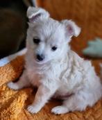 Chihuahua puppy male, Ophalen, Classic, 40 GB en meer