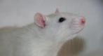 GEZOCHT! Jonge ratjes en grote kooi met toebehoren., Mannelijk, Rat, Na 1 juli 2024, Tam