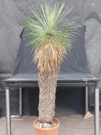 Yucca linearifolia ssp. Galeana 42, 155 cm, stam 110 cm, Ophalen, Overige soorten, Volle zon