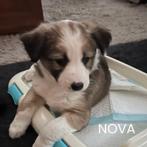 Border Collie x Kooiker pups | Skye & Nova, Parvo, 8 tot 15 weken, Collie, Meerdere