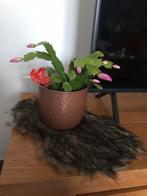 Lidcactus Tweekleurig incl. Pot, Volle zon, Vaste plant, Winter, Ophalen