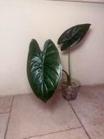 Alocasia regal shield (2), Huis en Inrichting, Kamerplanten, Ophalen of Verzenden, Halfschaduw, Minder dan 100 cm