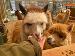 Jonge Alpaca's | Dieren van eind 2023 | Goed advies!, Dieren en Toebehoren, Overige Dieren, Alpaca's, Meerdere dieren