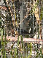 Koppel japanse nachtegalen, Dieren en Toebehoren, Vogels | Overige Vogels, Meerdere dieren, Tropenvogel, Geringd