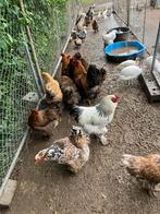 Te koop Bramha kippen en hanen, Dieren en Toebehoren, Pluimvee, Meerdere dieren, Kip