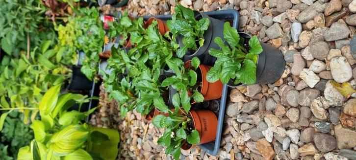 Ajuga Reptans, groenblijvende bodembedekker, Tuin en Terras, Planten | Tuinplanten, Vaste plant, Bodembedekkers, Halfschaduw, Lente