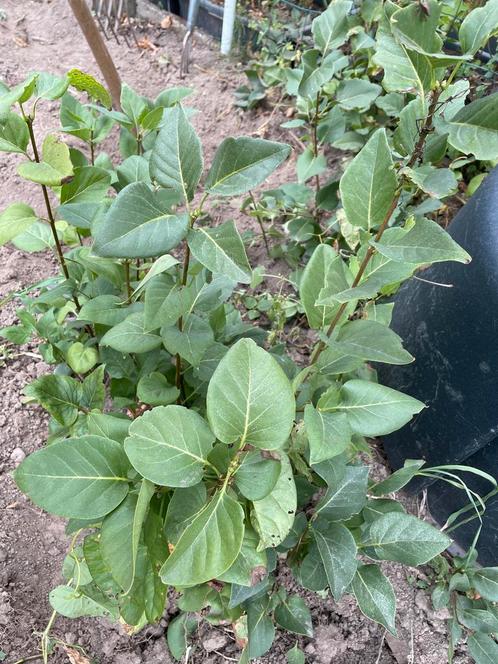 Sering Stekjes - Klaar om te Groeien!, Tuin en Terras, Planten | Bomen, Overige soorten, 100 tot 250 cm, Volle zon, Lente, Ophalen