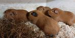 Mooie cavia berenkoppels, Dieren en Toebehoren, Knaagdieren, April, Meerdere dieren, Cavia