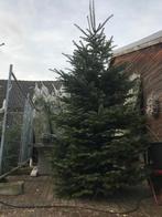 kerstbomen tot 5 meter, Diversen, Kerst, Ophalen