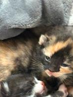 Laaste poesje nog te reserveren geboren 21-08-2025, Dieren en Toebehoren, Katten en Kittens | Overige Katten, Geslacht onbekend