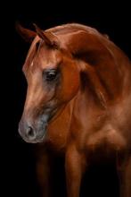 Bijrijder verzorgster in Cromvoirt, Verzorging of Verzorgpony's