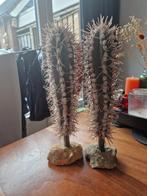 Cactus /planten voor in het terrarium, Dieren en Toebehoren, Reptielen en Amfibieën | Toebehoren, Gebruikt, Ophalen of Verzenden