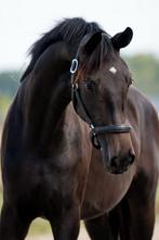 2,5 jarige merrie Negro x Furstenball, Dieren en Toebehoren, Paarden, Merrie, Gechipt, Dressuurpaard, Onbeleerd