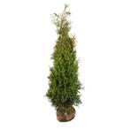 Thuja brabant coniferen met kluit 160-180, Bloeit niet, Halfschaduw, 100 tot 250 cm, Overige soorten