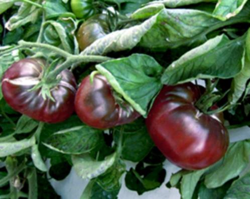 Tomaat Black Prince, Tuin en Terras, Bloembollen en Zaden, Zaad, Voorjaar, Volle zon, Ophalen of Verzenden
