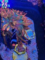Colorado Sunburst Wnemoon met black gladiator clownsvis, Vis, Zoutwatervis
