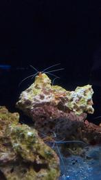 Poetsgarnalen op voorraad!, Kreeft, Krab of Garnaal, Zoutwatervis, Schoolvis