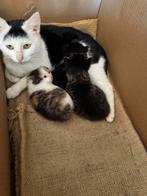 Boerderij kittens kitten europese korthaar, Meerdere dieren