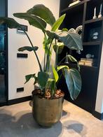 Prachtige strelizia plant (paradijsvogelplant), Ophalen, Halfschaduw