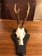 Gewei op plank, Verzamelen, Ophalen of Verzenden, Zo goed als nieuw, Hert, Gewei of Kop