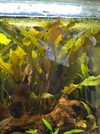 Blue Mickey Mouse platy’s, Vis, Zoetwatervis, Schoolvis