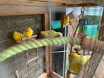 5 kanaries te koop, Dieren en Toebehoren, Vogels | Kanaries, Mannelijk, Kleurkanarie