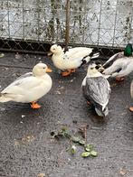 4 kwaker eendjes.3mannetjes en 1 vrouwtje, Dieren en Toebehoren, Pluimvee, Meerdere dieren, Eend