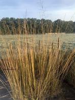 Molinia arundinacea 'Skyracer', Ophalen of Verzenden, Zomer, Overige soorten, Halfschaduw