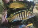 Malawi cichlid (Labidochromis sp. Hongi), Vis, Zoetwatervis, Schoolvis