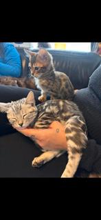 Bengaal kittens nog de laaste 3, Dieren en Toebehoren, Katten en Kittens | Raskatten | Korthaar, Meerdere dieren, Gechipt