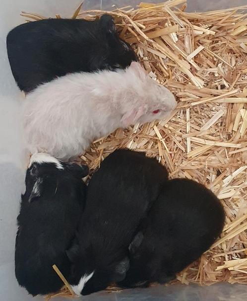 Cavia zeugjes 4 weken oud, Dieren en Toebehoren, Knaagdieren, Vrouwelijk, Cavia, Na 1 juli 2024, Tam