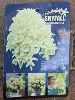 Pluimhortensia Skyfall, Ophalen of Verzenden, Hortensia, Struik, Minder dan 100 cm