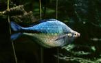 Vissenasiel blauwe regenboogvis, Dieren en Toebehoren, Vissen | Aquariumvissen, Zoetwatervis, Vis